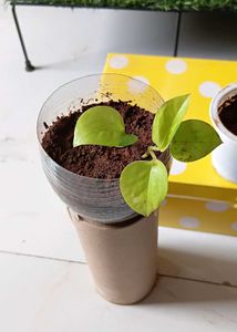 Three healthy saplings with roots and snake plant