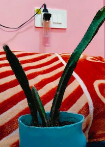 Cactus Plant