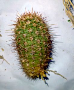 Echinopsis Purple White