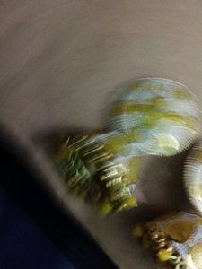 These Are jumkas
