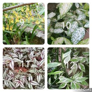 You Can Select 10 Live Root Plants