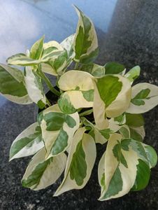 Moneyplant