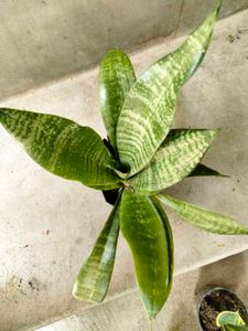 Snake Plant Variety Pack