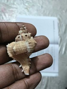 Most Mostest Beautiful Old Sea Shank(Shell)