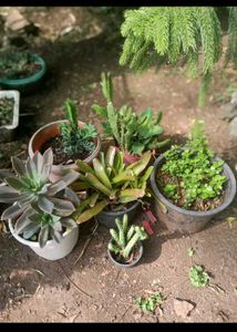 Succulent Arrangement