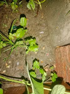 Karela Seeds/Bitter Guard/Blood Purifier 100%germinated With Prove...