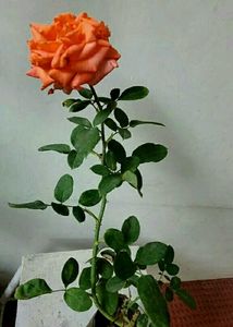 Set 2 Beautiful Sewanti  &amp; Gulab Plants
