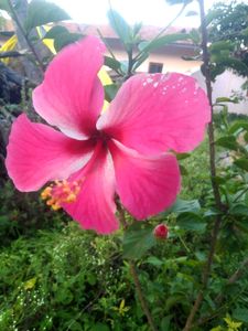 Pink Hibiscus