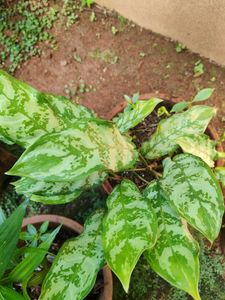Aglaonema Silver Bay Plant