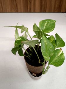 Golden Pothos Money Plant
