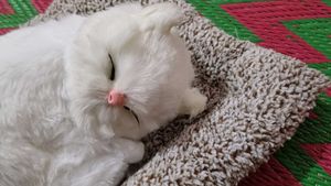 Sleeping Cat Plush Toy with Press Simulation Sound