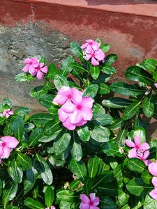 Nayantara Plant Sadabahar