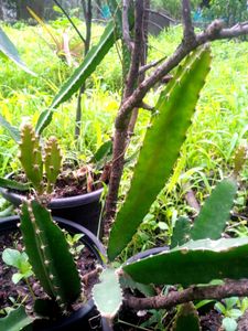 Very Healthy Live Fruits Plants