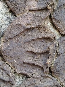 Cow Dung