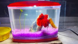 Betta Fish Tank