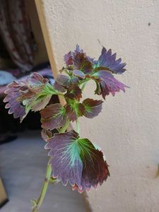 Coleus Plant