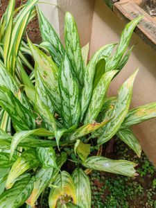 Aglaonema Silver Bay Plant