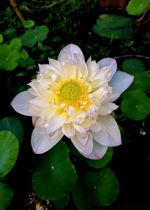 Lotus Tuber For Sale