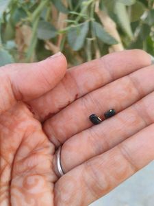 Aparajita Seeds