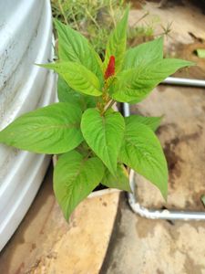 Red Velvet Flower  Plant