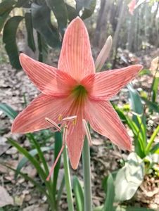 Amaryllis Lilly Bulbs - Set Of 3