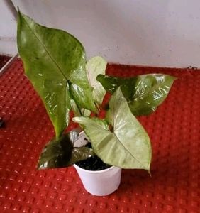 Evergreen Arrowhead Plant 🌵 &amp; Pot