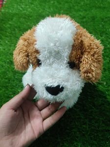Cute Puppy 🐶