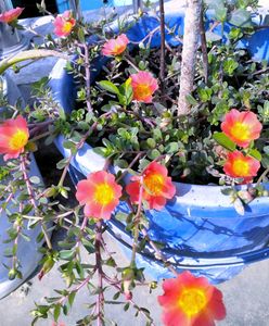 Purslane X