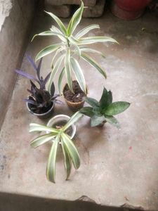 Combo Of 4 Type Mix Nd Match Showing Plant