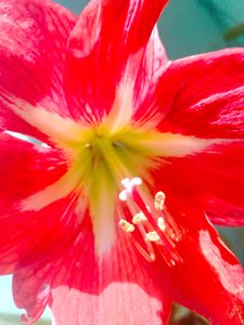 Lily Plant Live