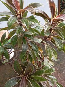 Cordyline Plant