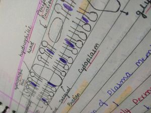Biology Neat Handwritten Notes
