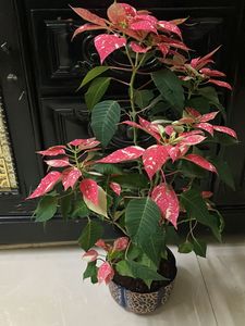 Spotted Poinsettia Plant