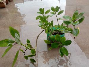Kalanchoe Pinnata Plant