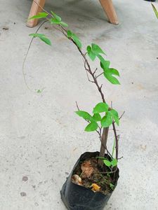 Morning Glory Sapling