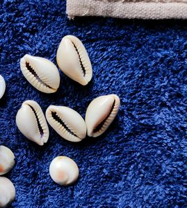 Lakshmi Pujan Kodi Shells 21 Pcs