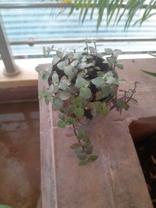 Green and Purple Trailing Plant in plastic Pot/Cup