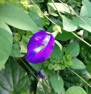 Seeds . Blue Flower It Can Use For Puja Also..