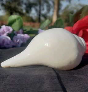 Shankh/Conch Shell