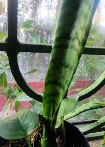 Snake Plant And Aloevera Combo 🥰 (SAPLINGS).