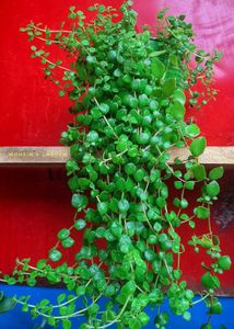 Tangled Heart Plant