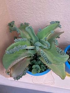 Kalanchoe Daigremontiana (Mother of Thousands)
