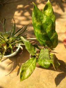 Combo Of 2 Tpye Show Plant With Healhty Root