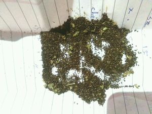 Plant Tulsi Seeds