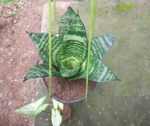 Snake Plant(Outdoor Plant)