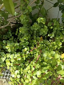 Combo Of 3 Plants