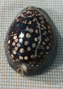 Vintage Cowrie Shell