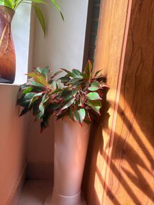 Aglaonema Plant