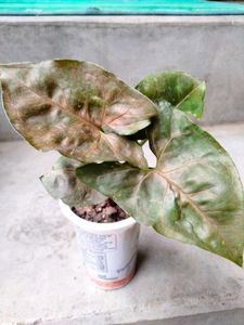 Air Purifying Pothos N Snygonuims Combo Offer.