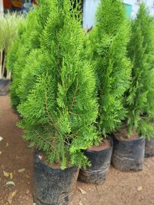 Dwarf Alberta Spruce